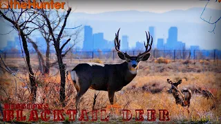 ♢ theHunter Classic ♢ Blacktail deer missions ♢ Миссии на колумбийского оленя ♢ part 1♢