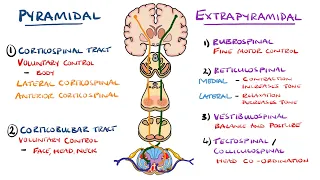 Extrapyramidal and Pyramidal Tracts - Descending Tracts of the Spinal Cord | (Includes Lesions)