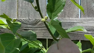 Our Grafted Che Chinese mulberry, Cudrania tricuspidata  (русский язык)