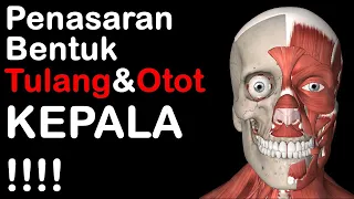 Penasaran Bentuk Tulang dan Otot Kepala !!!!!!