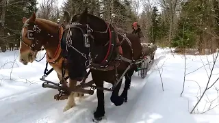 DRAFT HORSES: Last Winter Logging Video of 2022/2023 Season!! #454