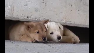 Setting traps to rescue stray dogs, only to find out they're too clever，The outcome is unexpected