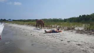 wild horse at assateague island walks over man who refuses to move .