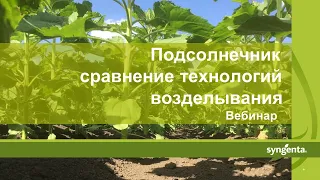 Подсолнечник: Как выбрать технологию возделывания в зависимости от условий хозяйства