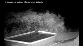 A Mountain Lion makes a kill on camera in California.