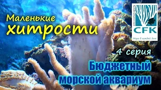 Бюджетный морской аквариум. 4 Серия.