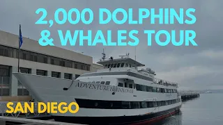 Whale Watching & Dolphins Tour - San Diego