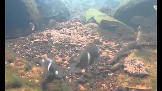 Central American cichlid fishes: natural underwater video shots