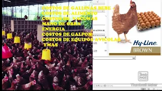 CUANTO ES LA INVERSIÓN 💵 TOTAL EN GALLINAS PONEDORAS - PRESUPUESTO 🥚🥚