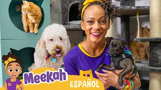 🐈🐾 ¡Meekah juega con los perros y los gatos! 💜¡Hola Meekah!💜Amigos de Blippi | Videos educativos