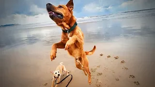 Смешные собаки Приколы про собак Funny Dogs 2019 (Самые Курьезные шриколы)