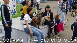 День города Зеленогорск 2019