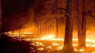 Вблизи Сургута ночью горело 3 000 квадратных метров леса