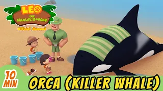 The Orca (Killer Whale) | Help Free a BEACHED Whale! | Full Episode | Leo the Wildlife Ranger | Kids