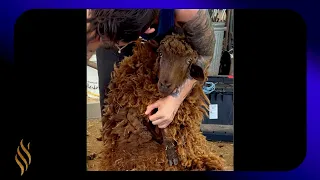 Shearing A Navajo-Churro Sheep