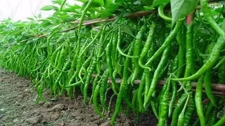 WOW! Amazing Agriculture Technology - Sweet & Chili Peppers