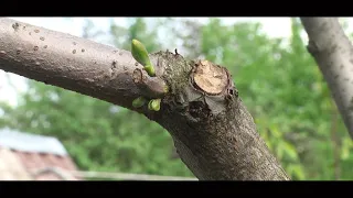 Хурма: Вирощування та догляд_Ранок на каналі UA: ЖИТОМИР 28.05.19