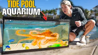 Making a TIDE POOL AQUARIUM With SEA CREATURES Found In Beach Rocks!