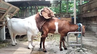 Boer Goat Crosses with Abang branang goat in village farm