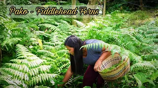 I went to the riverside to pick some Fiddlehead Ferns 'Pako' and cook in 3 ways | Indai Allyn