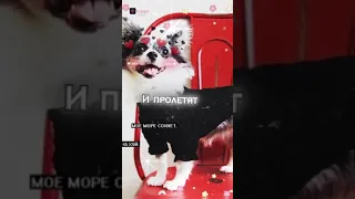 Юми чу и Софи❤️💞 Мэджик петс милашки😻 лучшие 💖