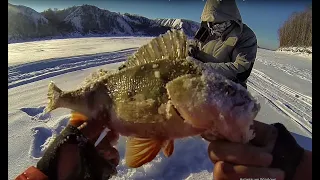 ЭТО Я ПОНИМАЮ ОКУНЯ! Лед 2019 Рыбалка на Оби, безмотылка,perch