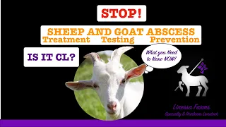 Sheep and Goat Abscess:  Treating and Preventing CL and Other Abscess.  Caseous Lymphadenitis