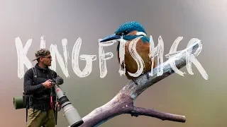 I SAW MY FAVORITE BIRD! Kingfisher VLOG #25 (With English subtitles)