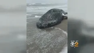 Dead Whale Washes Up On Rockaway Beach