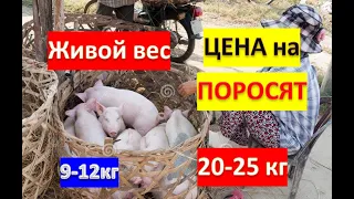 ЦЕНА НА СВИНЕЙ,ЖИВЫМ  ВЕСОМ, ЦЕНА НА ПОРОСЯТ НА РЫНКЕ//КУДА ДЕВАТЬ КАБАНА?