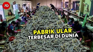 TERNYATA DALAMNYA ADA JUTAAN ULAR! Ini Adalah Pabrik, Peternakan Terunik, Ada Ular, Buaya Dan Paus