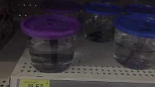 Walmart betta abuse (two bettas in one cup)