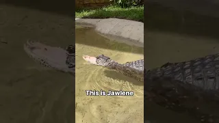 Jawlene the Alligator! #gatorland #alligator #rescue