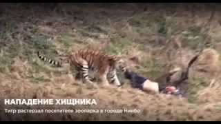 🔴 В КИТАЕ ТИГРЫ ЗАГРЫЗЛИ  ПОСЕТИТЕЛЯ/Man attacked by tiger at zoo in Ningbo, East China