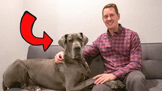 8 Reasons to LOVE Great Danes!