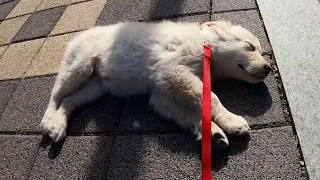 A cute dog that fainted while taking a walk😀 a stunned puppy