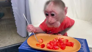 Smart monkey Lily learns how to use a fork to eat strawberries