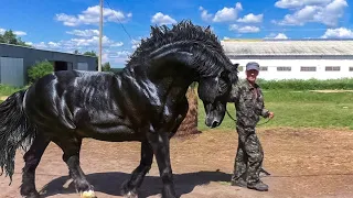 13 stärksten und größten Pferde der Welt