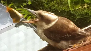 The look on her face when she drops her leaf! Wild Kookaburra! 🍁