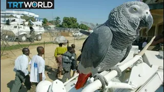 Sanctuary in Cameroon rehabilitates parrots | Money Talks