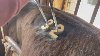 How To Freeze Brand Cattle (Dry Ice Method) - Sand Creek Ranch
