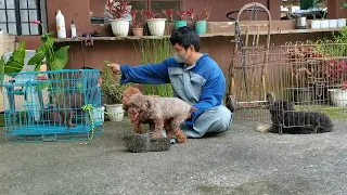 toy poodle stud service 09,102022 #dogshooter #baguiocity #latrinidadbenguet #thankyou