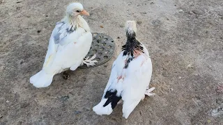 с Утра Голуби начали делам заниматься, Pigeons!!!