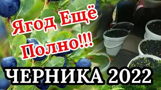 ЧЕРНИКА 2022. Ягод Ещё Полно! 45 день Сбор Черники в Беларуси. Цена на Чернику Август