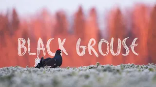 SPONTANEOUS BLACK GROUSE VLOG | My first vlog in English (With Estonian subtitles)