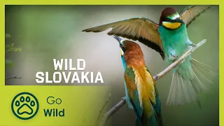 Wild Slovakia | Go Wild