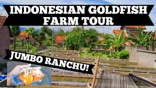 Goldfish Farm Tour! JUMBO Ranchu! Walk around tour!