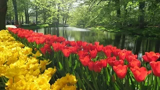 Beautiful flowers in Keukenhof garden 2019