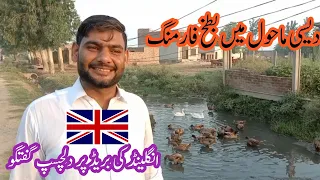 Duck Farm -  Duck Farming Business in Pakistan 2021