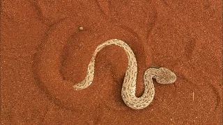 Terrifying: The Venomous Sidewinder Snake Slithers at 18 MPH